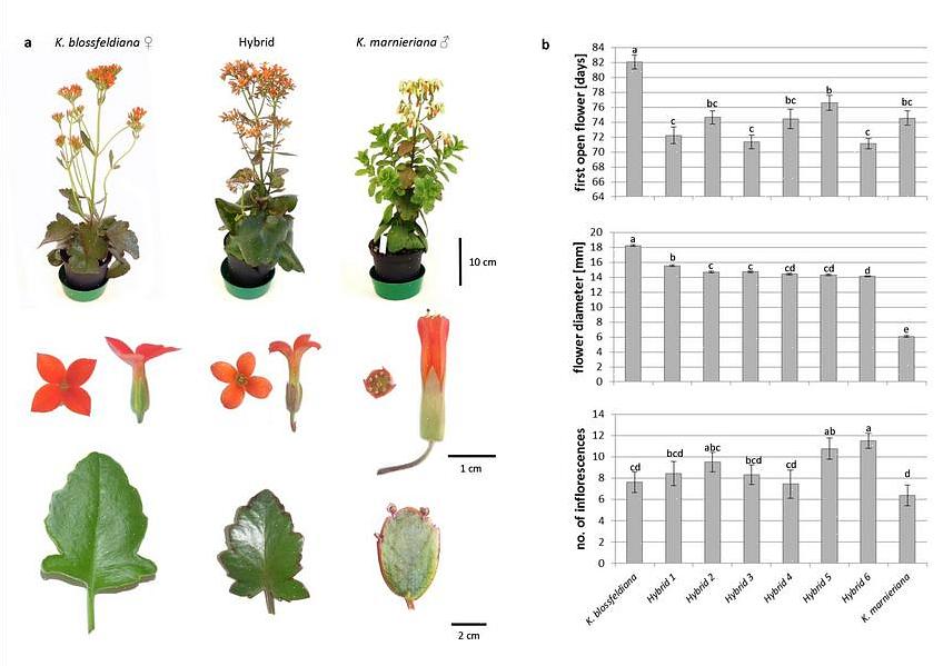 Hybridisering er prosessen med å avle mellom individer av forskjellige arter (interspesifikk hybridisering)