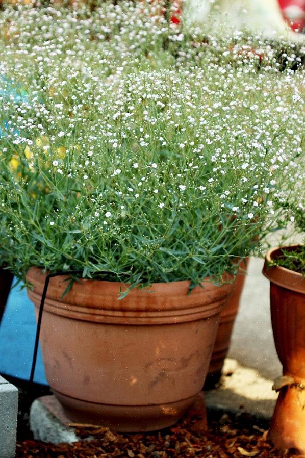 Baby's-Breath Euphorbia begynner å bli populær i juletiden