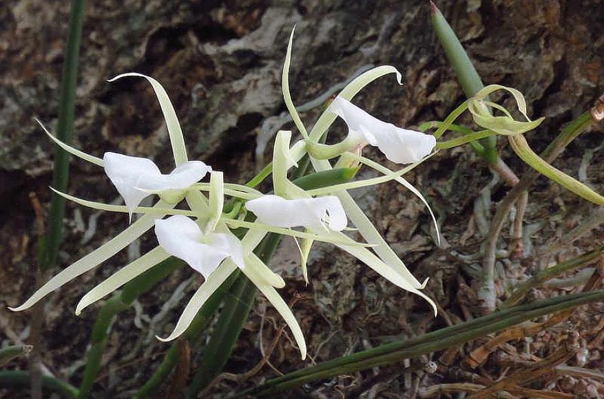 Brassavola-orkideer er møllbestøvde