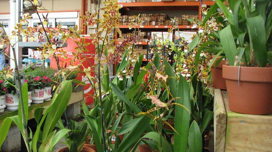 I likhet med bladene blir blomstene til Trichocentrum-planter ofte sett lilla