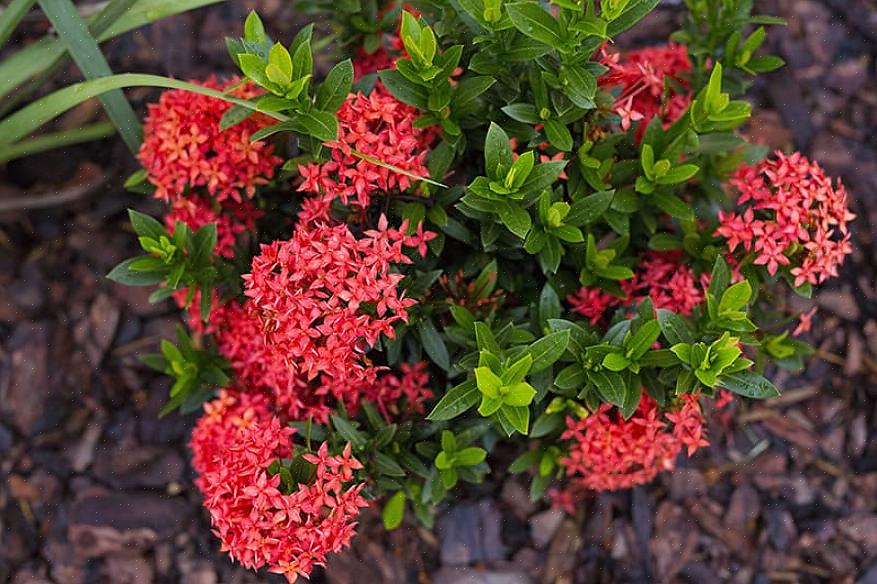 Men Ixora coccinea er den eneste som ofte dyrkes