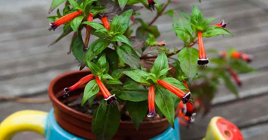 Øyebolleplanten gir gartnere en uvanlig hageplante som også tilfeldigvis er pen