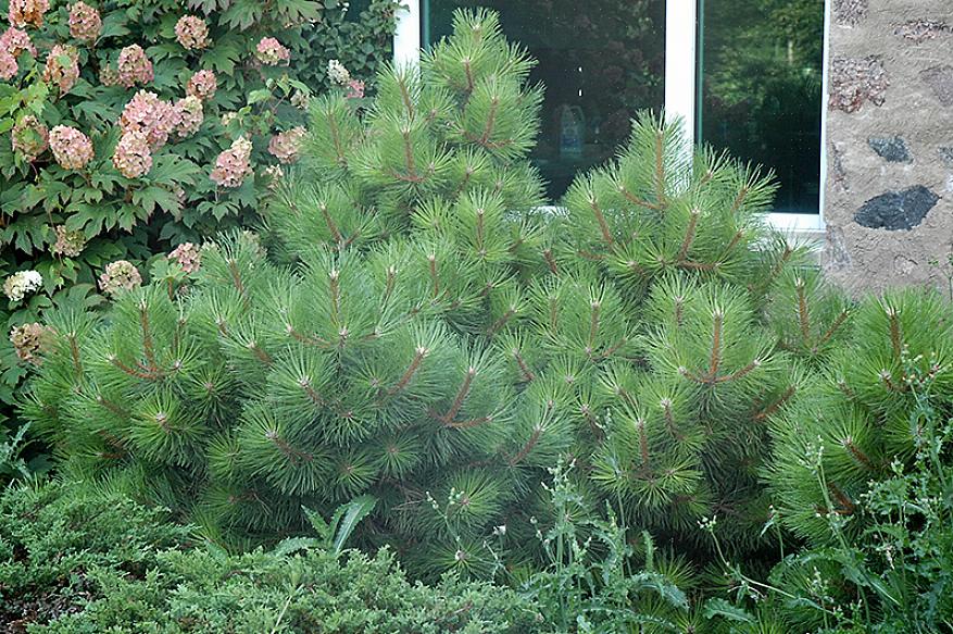 Den østerrikske furuen (Pinus nigra) kan være den perfekte bartrær for bylandskapet ditt