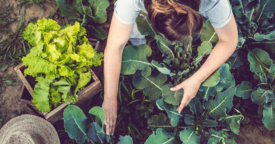 Kan du allerede bruke kaffegrunnen til god bruk i blomsterhagen