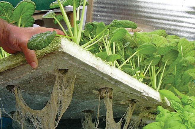 Salatflåte-metoden er den mest enkle metoden for hydroponics der ute