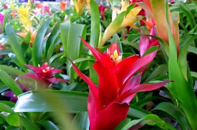 Guzmania er ikke vanskelige bromeliaer å dyrke