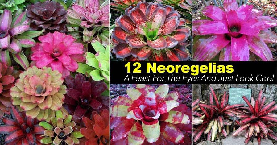 Den desidert vanligste Neoregelia-arten som er sett i hagesentre er Neoregelia carolinae