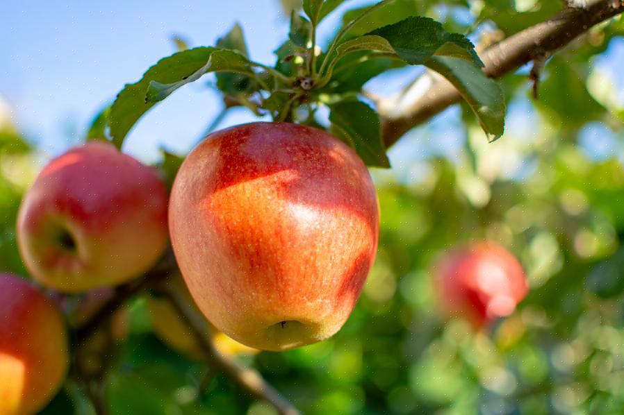 Noe som også betyr at et infisert crabapple-tre kan spre sykdommen til et nærliggende epletre