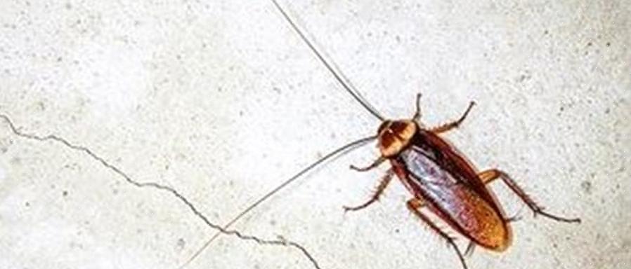 Tyske kakerlakker foretrekker å være i hjemmet