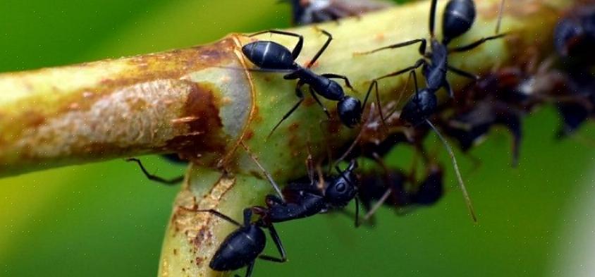 Men forskjellige maur har forskjellige matpreferanser