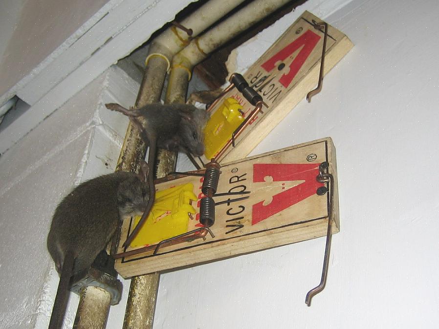 Hvor skal jeg sette rottefeller