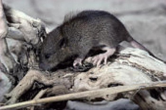 Du kan hjelpe skadedyrbekjemperteknikeren med å kvitte deg med et mus- eller rotteproblem ved å utføre