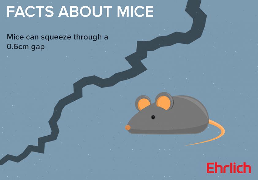 Er skadedyrbekjempelsesmetodene som vil lykkes forskjellige for rotter