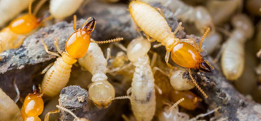 Å injisere oransje olje i de hule rom der termittene fôrer