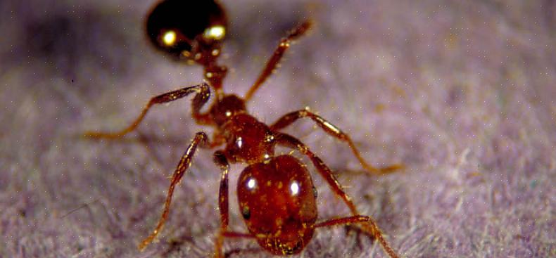 Feltmaur er en av de vanligste maurene man ser utendørs