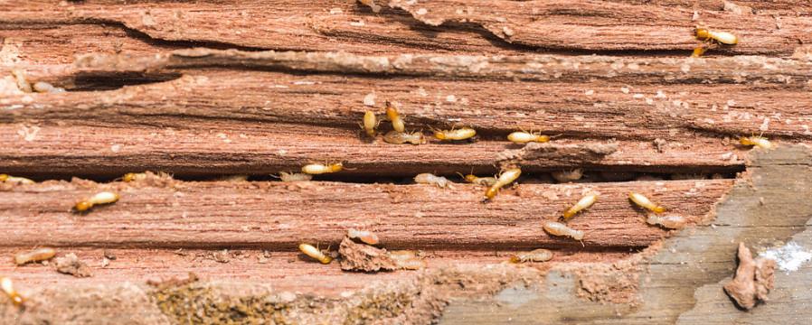 Det er bare rundt 10 arter av termitter kjent i Europa