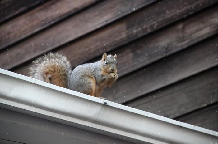 Tilpasset med tillatelse fra "How to Evict Squirrels" av Bill Earl