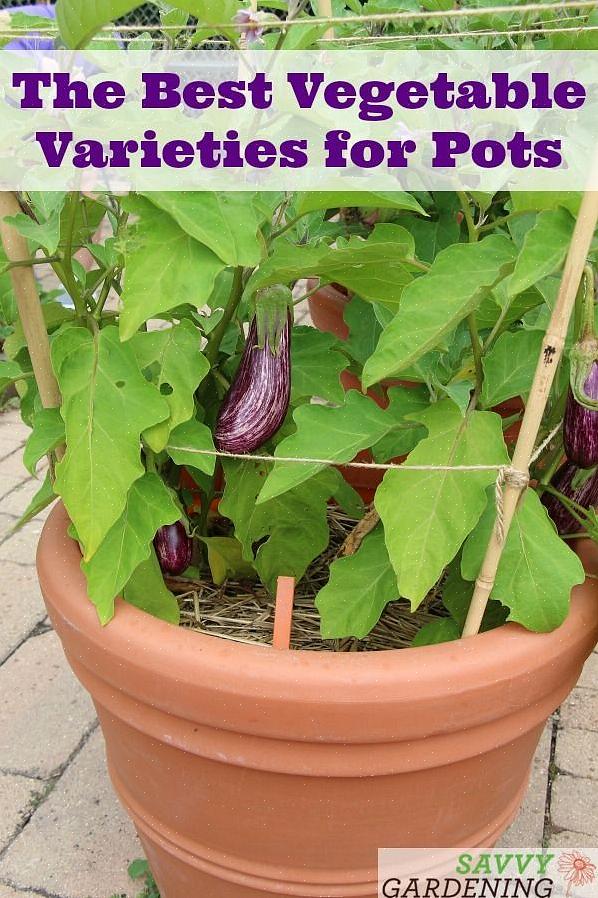 Å dyrke aubergine i beholdere gir flere fordeler