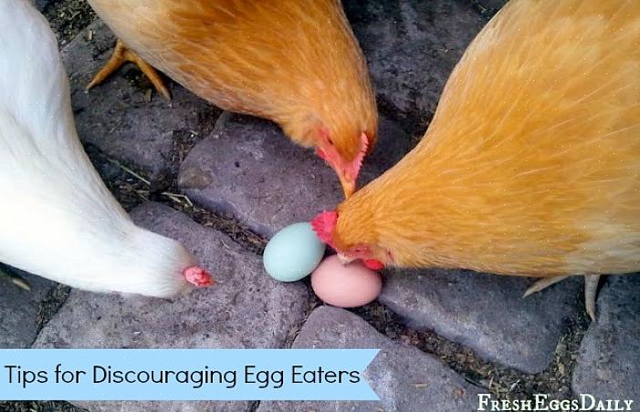 Å praktisere forebygging av eggbrudd kan være alt som trengs for å stoppe hønsene dine fra å spise egg