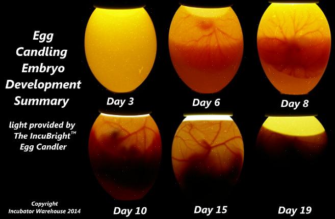 "Stearinlys" et egg er prosessen med å holde et lys eller et lys i nærheten av egget for å se det indre