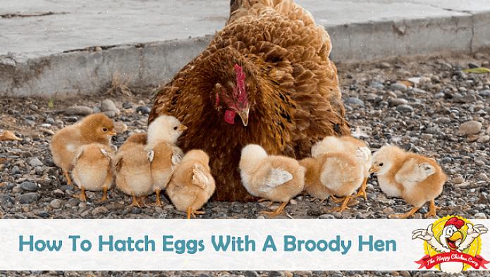 Hvis du ikke vil at høna din skal klekke ut egg eller ikke har befruktede egg