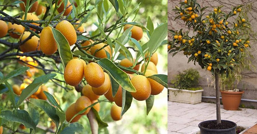 Kumquats er en merkelig frukt
