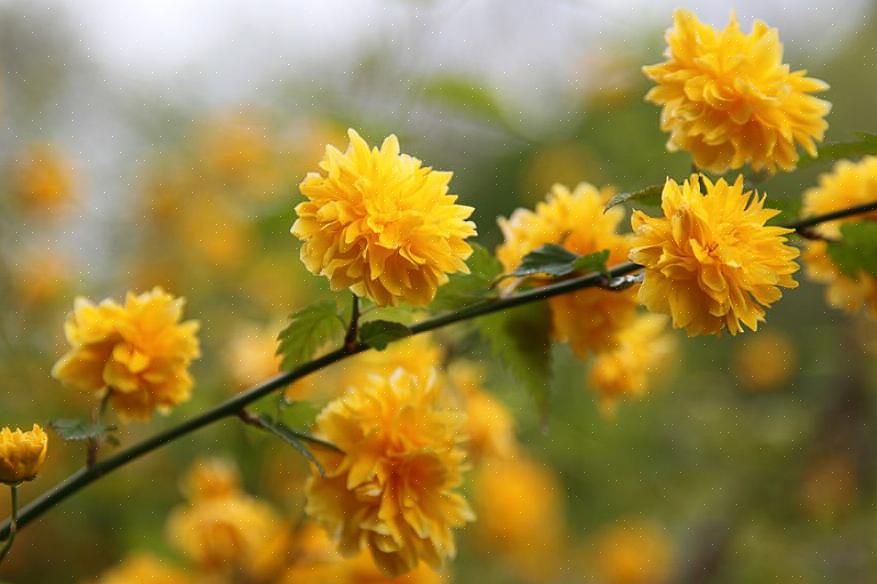 Japansk rose (Kerria japonica) er en løvfellende blomstrende busk som bærer gule blomster om våren