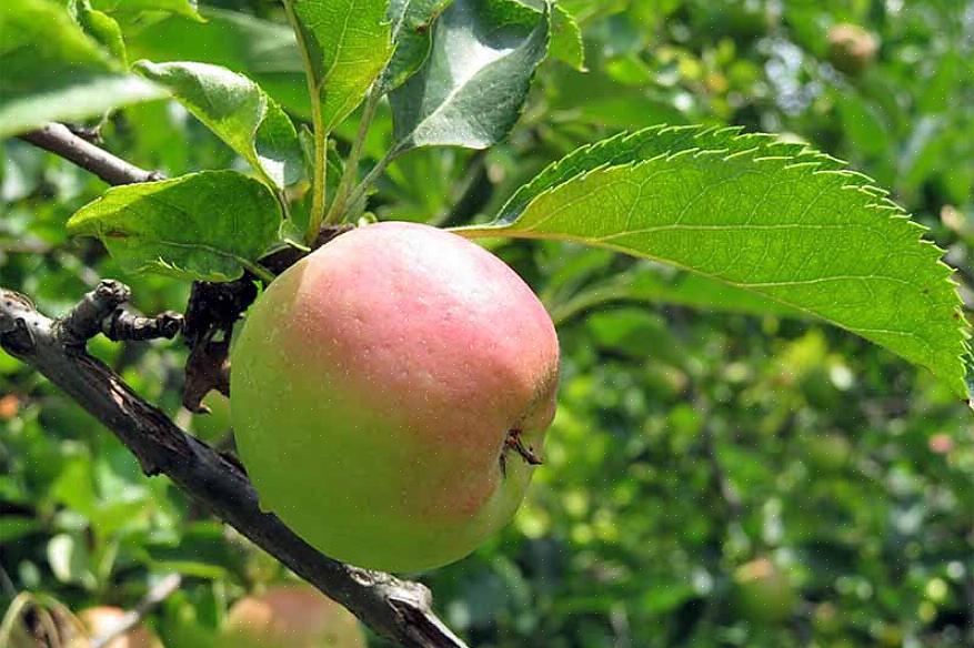 Prøve frukt fra varianter av epletrær du tror du kanskje vil ha før du forplikter deg til å plante