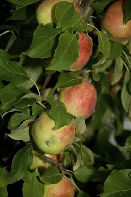 Det beste stedet for å plante epletrær er et område med rik