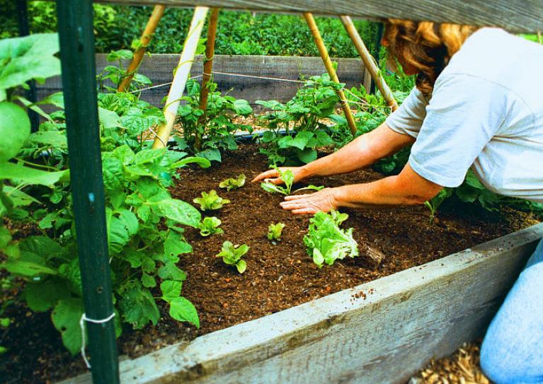 Er en måte å utvide høsten din ved å svinge plantinger av avlinger eller plante varianter med forskjøvet