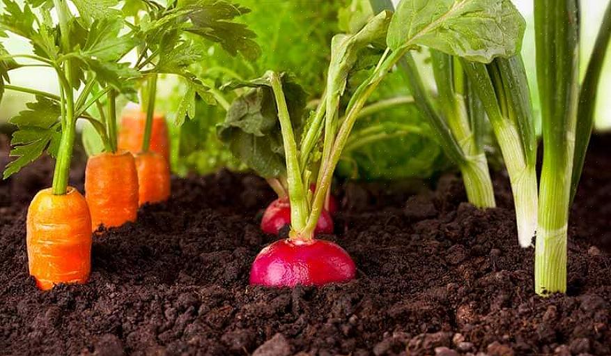 Vei følgende hensyn før du lager din endelige liste over hva du skal dyrke i grønnsakshagen din
