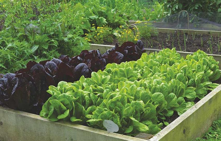 Anbefalinger for de mest populære grønnsakene å dyrke i en hjemmegrønnsakshage