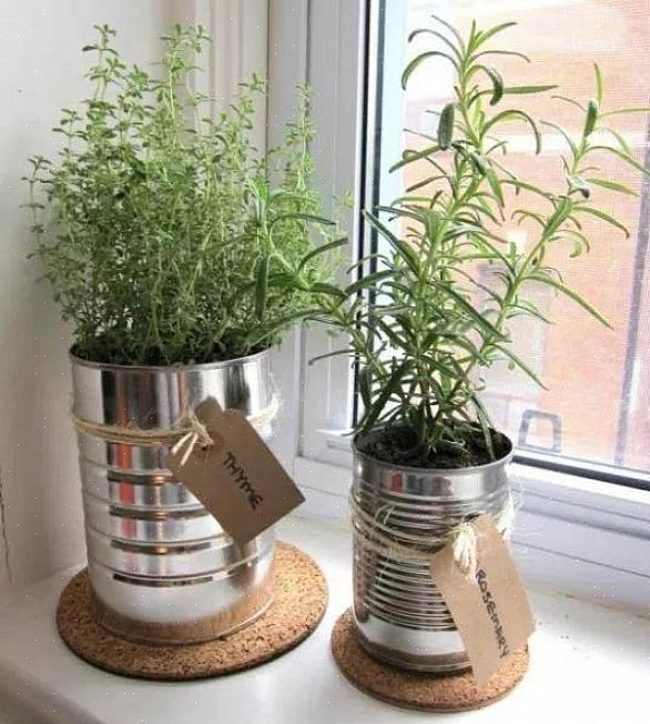 Hva du trenger å vite for å starte en containerhage Hvordan dyrke planter i leiligheter