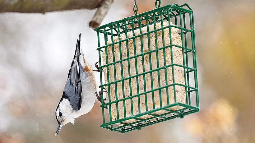 Suet er en populær mat for mange fugler i hagen