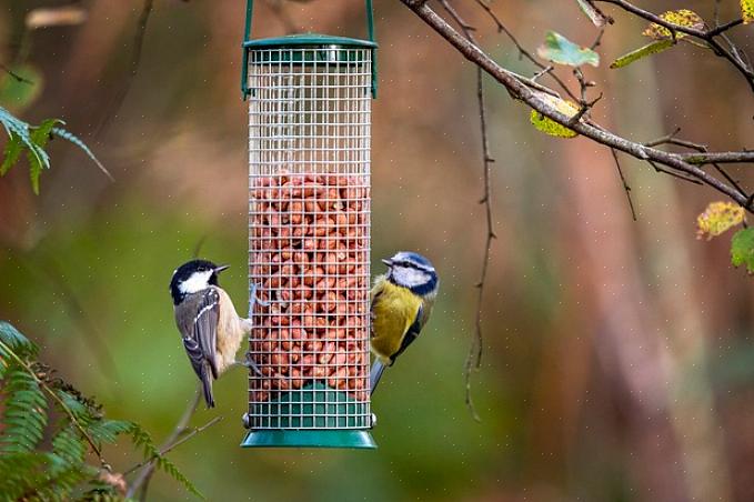 Å tiltrekke seg fugler oppfordrer dem til å dra nytte av denne naturlige matkilden