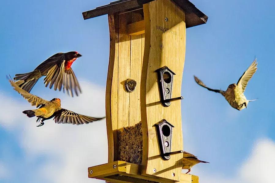 Åpne matere med brett eller perches vil tiltrekke seg et anstendig utvalg av fugler