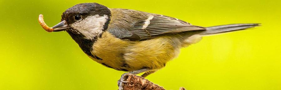 De forskjellige typene matvarer fuglene spiser naturlig inkluderer