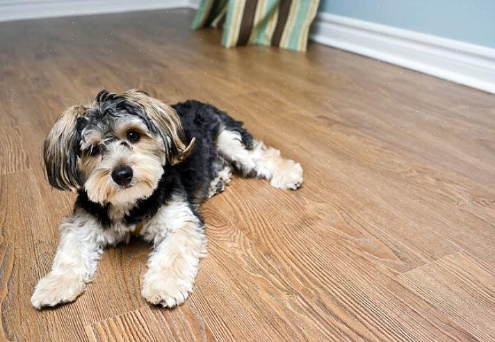 Tepper er for eksempel et vanskelig gulvmateriale for hjem med mange kjæledyr