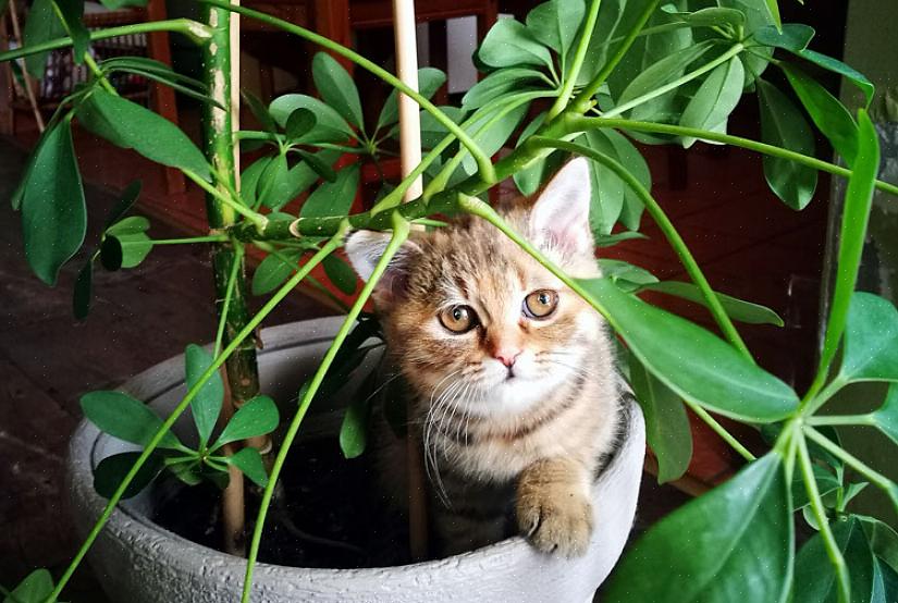 Blomstene er ikke skadelige for katter eller hunder