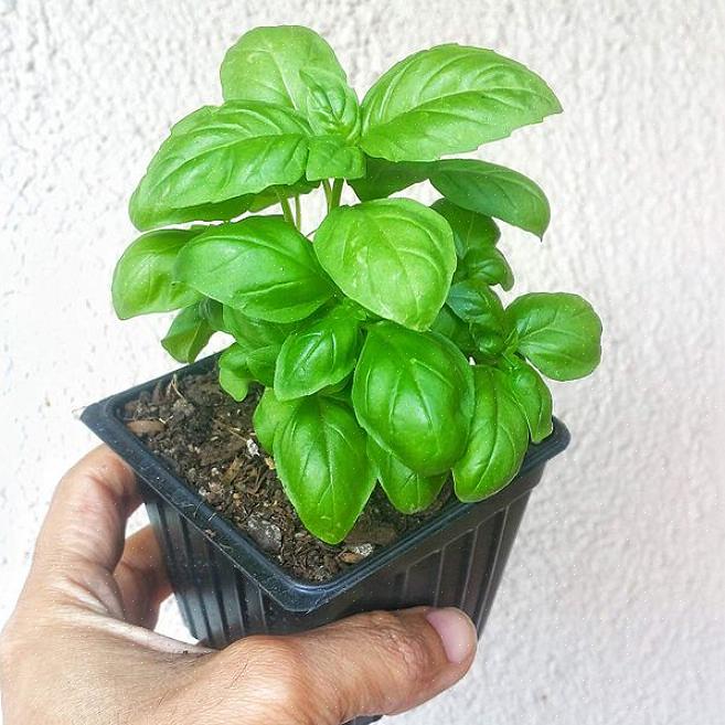 Planter produserer mange blomstrende pigger i en regnbue med farger i rik jord