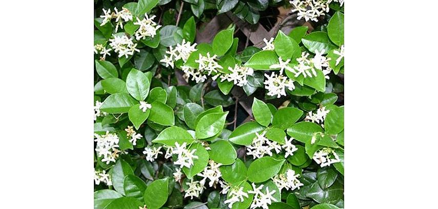 Star Jasmine vil trives i full sol til delvis skygge