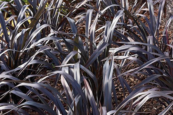 Phormium fikk navnet New Zealand Lin fordi maoriene i New Zealand faktisk brukte det til å lage en type