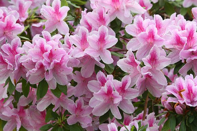 Alle azaleaer tilhører Rhododendron-slekten