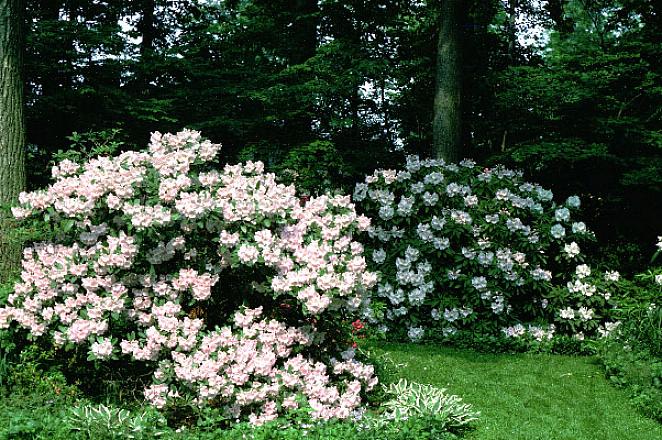 Azalea og rododendron liker godt drenert jord