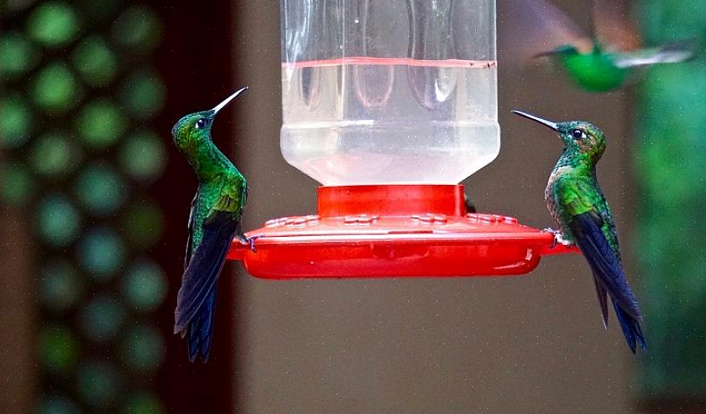 Så selv om større fugler tilbringer kolibri-matere