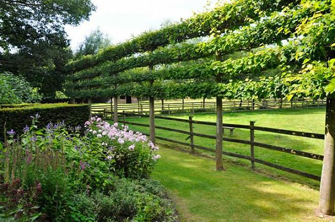 Espalier er hagebruksteknikken for å tvinge treaktige planter til å vokse flatt langs samme plan som en vegg