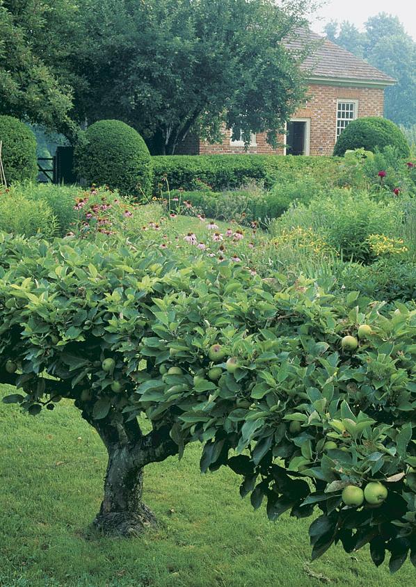 Espalier er en eldgammel kunstform som i det minste går tilbake til romerne