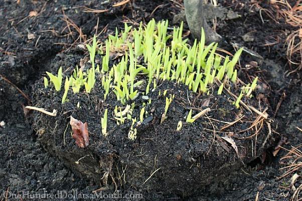 Daylilies har den ekstra karakteristikken ved å vokse stadig voksende klumper hvert år