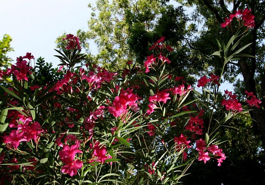 Oleander (Nerium oleander) er en duftende blomstrende eviggrønn busk eller et lite tre som blomstrer