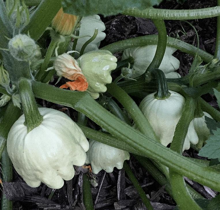 Selv en håndfull courgetteplanter vil belønne deg med en jevn tilførsel av squash for å spise